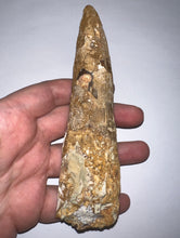 Load image into Gallery viewer, MEGA MONSTER Spinosaur Fossil Dinosaur Tooth 5.54 Inches with Display Case

