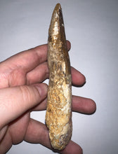 Load image into Gallery viewer, MEGA MONSTER Spinosaur Fossil Dinosaur Tooth 5.54 Inches with Display Case
