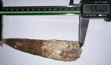 Load image into Gallery viewer, MEGA MONSTER Spinosaur Fossil Dinosaur Tooth 5.54 Inches with Display Case
