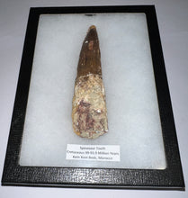 Load image into Gallery viewer, MEGA MONSTER Spinosaur Fossil Dinosaur Tooth 5.54 Inches with Display Case
