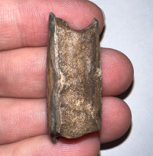 Load image into Gallery viewer, Ice Age Fossil Ground Sloth Megalonyx Tooth 1.3 Inches
