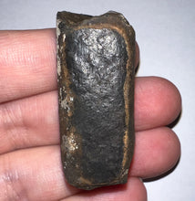 Load image into Gallery viewer, Ice Age Fossil Ground Sloth Megalonyx Tooth 1.61 Inches
