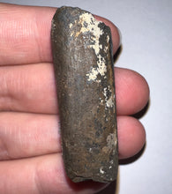 Load image into Gallery viewer, Ice Age Fossil Ground Sloth Megalonyx Tooth 1.61 Inches
