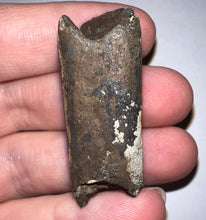 Load image into Gallery viewer, Ice Age Fossil Ground Sloth Megalonyx Tooth 1.61 Inches
