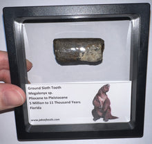Load image into Gallery viewer, Ice Age Fossil Ground Sloth Megalonyx Tooth 1.61 Inches
