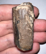 Load image into Gallery viewer, Ice Age Fossil Ground Sloth Megalonyx Tooth 1.83 Inches
