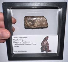 Load image into Gallery viewer, Ice Age Fossil Ground Sloth Megalonyx Tooth 1.83 Inches
