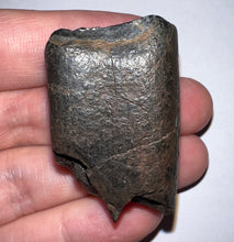 Load image into Gallery viewer, Ice Age Fossil Ground Sloth Megalonyx Tooth 1.56 Inches
