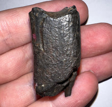 Load image into Gallery viewer, Ice Age Fossil Ground Sloth Megalonyx Tooth 1.56 Inches
