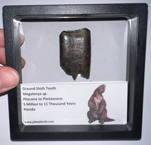 Load image into Gallery viewer, Ice Age Fossil Ground Sloth Megalonyx Tooth 1.56 Inches
