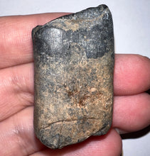 Load image into Gallery viewer, Ice Age Fossil Ground Sloth Megalonyx Tooth 1.62 Inches
