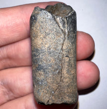 Load image into Gallery viewer, Ice Age Fossil Ground Sloth Megalonyx Tooth 1.62 Inches
