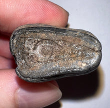 Load image into Gallery viewer, Ice Age Fossil Ground Sloth Megalonyx Tooth 1.62 Inches
