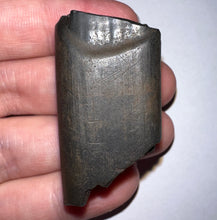 Load image into Gallery viewer, Ice Age Fossil Ground Sloth Megalonyx Tooth 1.8 Inches
