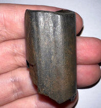 Load image into Gallery viewer, Ice Age Fossil Ground Sloth Megalonyx Tooth 1.8 Inches
