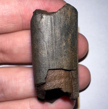 Load image into Gallery viewer, Ice Age Fossil Ground Sloth Megalonyx Tooth 1.8 Inches
