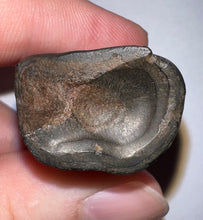 Load image into Gallery viewer, Ice Age Fossil Ground Sloth Megalonyx Tooth 1.8 Inches
