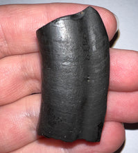 Load image into Gallery viewer, Rare Ice Age Fossil Ground Sloth Paramylodon Canine Tooth 1.75 Inches
