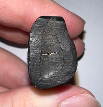 Load image into Gallery viewer, Rare Ice Age Fossil Ground Sloth Paramylodon Canine Tooth 1.75 Inches
