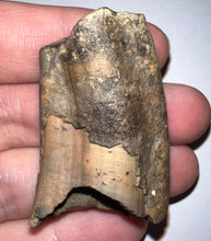 Load image into Gallery viewer, Rare Ice Age Fossil Ground Sloth Megalonyx Canine Tooth 1.83 Inches

