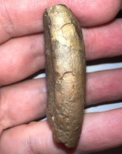 Load image into Gallery viewer, Rare Ice Age Fossil Ground Sloth Megalonyx Canine Tooth 1.83 Inches
