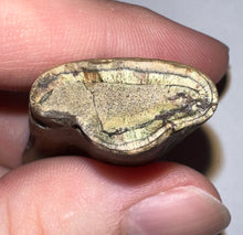 Load image into Gallery viewer, Rare Ice Age Fossil Ground Sloth Megalonyx Canine Tooth 1.83 Inches
