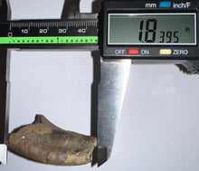 Load image into Gallery viewer, Rare Ice Age Fossil Ground Sloth Megalonyx Canine Tooth 1.83 Inches
