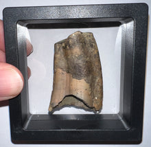 Load image into Gallery viewer, Rare Ice Age Fossil Ground Sloth Megalonyx Canine Tooth 1.83 Inches
