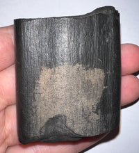 Load image into Gallery viewer, Rare Ice Age Fossil Giant Ground Sloth Eremotherium Partial Tooth 2.22 Inches
