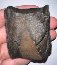 Load image into Gallery viewer, Rare Ice Age Fossil Giant Ground Sloth Eremotherium Partial Tooth 2.22 Inches

