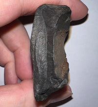 Load image into Gallery viewer, Rare Ice Age Fossil Giant Ground Sloth Eremotherium Partial Tooth 2.22 Inches
