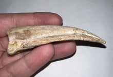 Load image into Gallery viewer, GEM Super Rare Spinosaur Fossil Dinosaur Claw 3.32 Inches with Display Stand and Case
