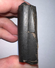 Load image into Gallery viewer, Rare Ice Age Fossil Giant Ground Sloth Eremotherium Partial Tooth 2.22 Inches
