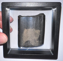 Load image into Gallery viewer, Rare Ice Age Fossil Giant Ground Sloth Eremotherium Partial Tooth 2.22 Inches
