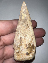Load image into Gallery viewer, GEM Super Rare Spinosaur Fossil Dinosaur Claw 3.32 Inches with Display Stand and Case
