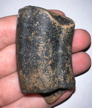 Load image into Gallery viewer, Rare Huge Ice Age Fossil Ground Sloth Megalonyx Canine Tooth 2.48 Inches
