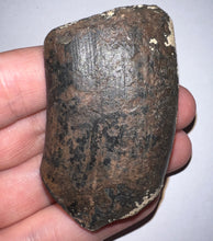 Load image into Gallery viewer, Rare Huge Ice Age Fossil Ground Sloth Megalonyx Canine Tooth 2.48 Inches
