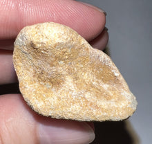Load image into Gallery viewer, GEM Super Rare Spinosaur Fossil Dinosaur Claw 3.32 Inches with Display Stand and Case
