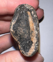 Load image into Gallery viewer, Rare Huge Ice Age Fossil Ground Sloth Megalonyx Canine Tooth 2.48 Inches
