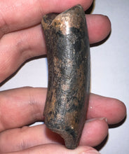 Load image into Gallery viewer, Rare Huge Ice Age Fossil Ground Sloth Megalonyx Canine Tooth 2.48 Inches

