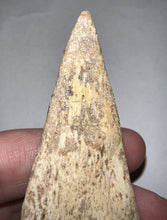 Load image into Gallery viewer, GEM Super Rare Spinosaur Fossil Dinosaur Claw 3.32 Inches with Display Stand and Case
