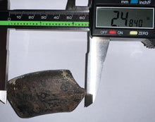 Load image into Gallery viewer, Rare Huge Ice Age Fossil Ground Sloth Megalonyx Canine Tooth 2.48 Inches
