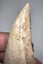 Load image into Gallery viewer, GEM Super Rare Spinosaur Fossil Dinosaur Claw 3.32 Inches with Display Stand and Case
