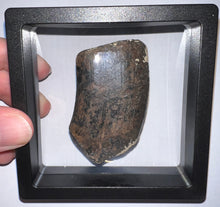 Load image into Gallery viewer, Rare Huge Ice Age Fossil Ground Sloth Megalonyx Canine Tooth 2.48 Inches
