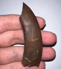 Load image into Gallery viewer, Rare GEM Large Ice Age Fossil Ground Sloth Paramylodon Canine Tooth 2.76 Inches
