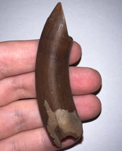 Load image into Gallery viewer, Rare GEM Large Ice Age Fossil Ground Sloth Paramylodon Canine Tooth 2.76 Inches
