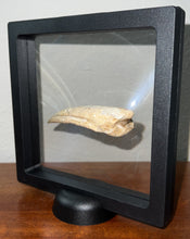 Load image into Gallery viewer, GEM Super Rare Spinosaur Fossil Dinosaur Claw 3.32 Inches with Display Stand and Case
