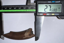 Load image into Gallery viewer, Rare GEM Large Ice Age Fossil Ground Sloth Paramylodon Canine Tooth 2.76 Inches
