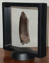 Load image into Gallery viewer, Rare GEM Large Ice Age Fossil Ground Sloth Paramylodon Canine Tooth 2.76 Inches
