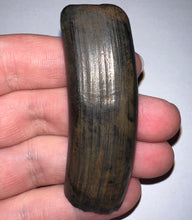 Load image into Gallery viewer, Huge GEM Ice Age Fossil Ground Sloth Megalonyx Tooth 2.56 Inches
